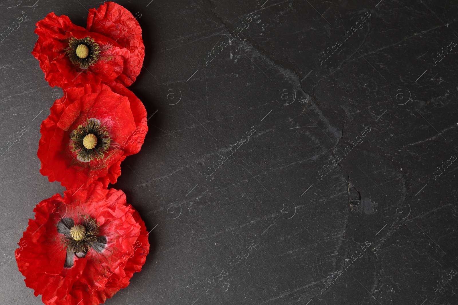 Bright red poppy flowers on black background, flat lay. Space for text Photo of Bright red poppy flowers on black background, flat lay. Space for text