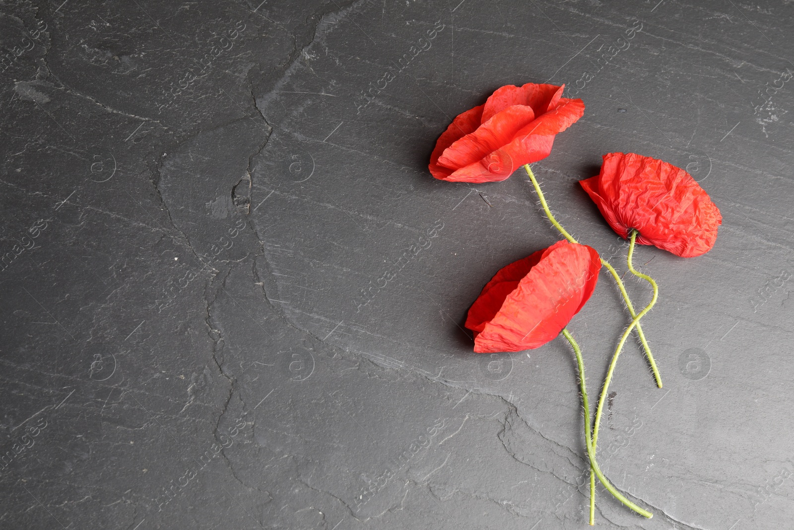 Bright red poppy flowers on black background, flat lay. Space for text Photo of Bright red poppy flowers on black background, flat lay. Space for text