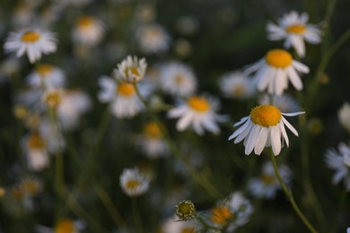 Photo of Beautiful chamomile flowers growing in garden, closeup