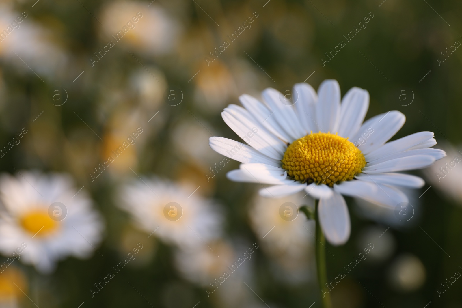 Beautiful chamomile flower growing in garden, closeup Photo of Beautiful chamomile flower growing in garden, closeup