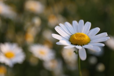 Photo of Beautiful chamomile flower growing in garden, closeup