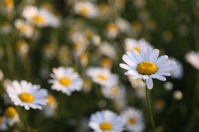 Photo of Beautiful chamomile flowers growing in garden, closeup