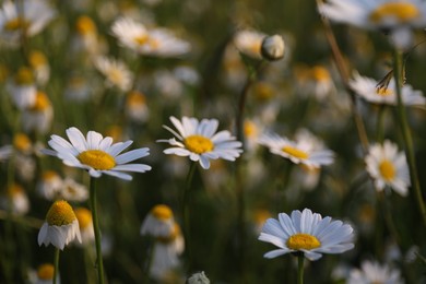 Photo of Beautiful chamomile flowers growing in garden, closeup