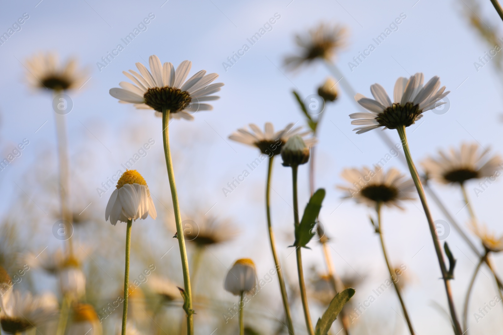 Beautiful chamomile flowers growing under light blue sky, closeup Photo of Beautiful chamomile flowers growing under light blue sky, closeup