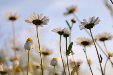 Photo of Beautiful chamomile flowers growing under light blue sky, closeup