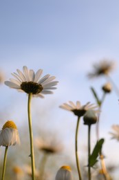 Photo of Beautiful chamomile flowers growing under light blue sky, closeup