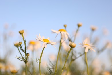 Photo of Beautiful chamomile flowers growing under light blue sky, closeup