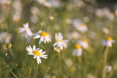 Photo of Beautiful chamomile flowers growing in garden, closeup