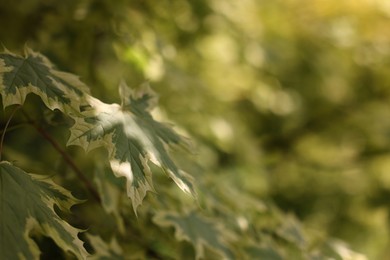 Photo of Beautiful tree branches with green leaves growing outdoors, closeup. Space for text