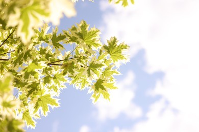 Photo of Beautiful tree branches with green leaves against blue sky, bottom view. Space for text