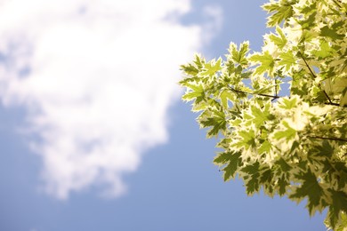 Photo of Beautiful tree branches with green leaves against blue sky, bottom view. Space for text
