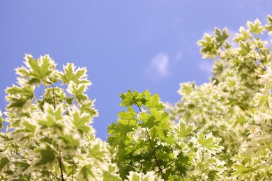 Photo of Beautiful tree branches with green leaves against blue sky, bottom view. Space for text