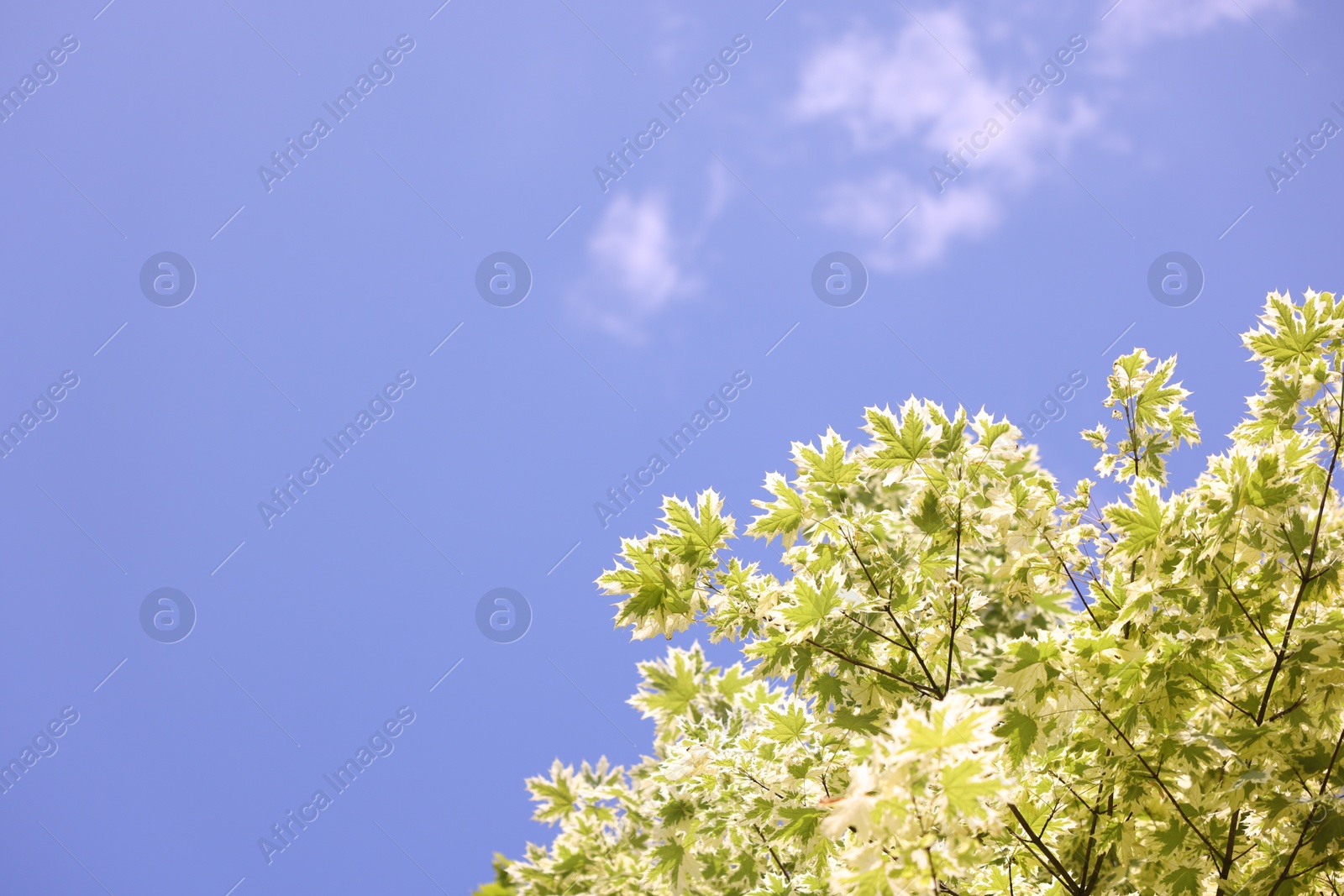 Beautiful tree branches with green leaves against blue sky, bottom view. Space for text Photo of Beautiful tree branches with green leaves against blue sky, bottom view. Space for text
