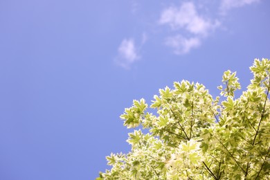 Photo of Beautiful tree branches with green leaves against blue sky, bottom view. Space for text