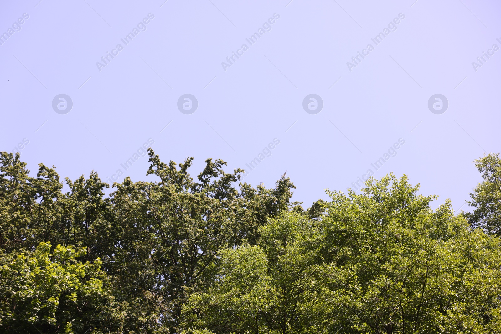 Beautiful trees with green leaves against blue sky. Space for text Photo of Beautiful trees with green leaves against blue sky. Space for text