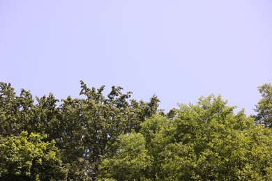 Photo of Beautiful trees with green leaves against blue sky. Space for text