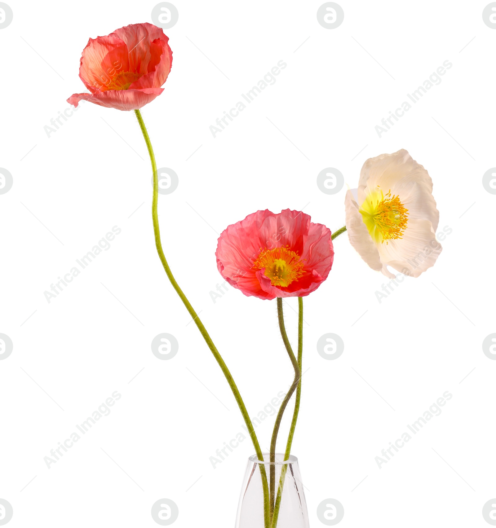 Beautiful poppy flowers in vase isolated on white Photo of Beautiful poppy flowers in vase isolated on white