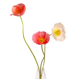 Photo of Beautiful poppy flowers in vase isolated on white
