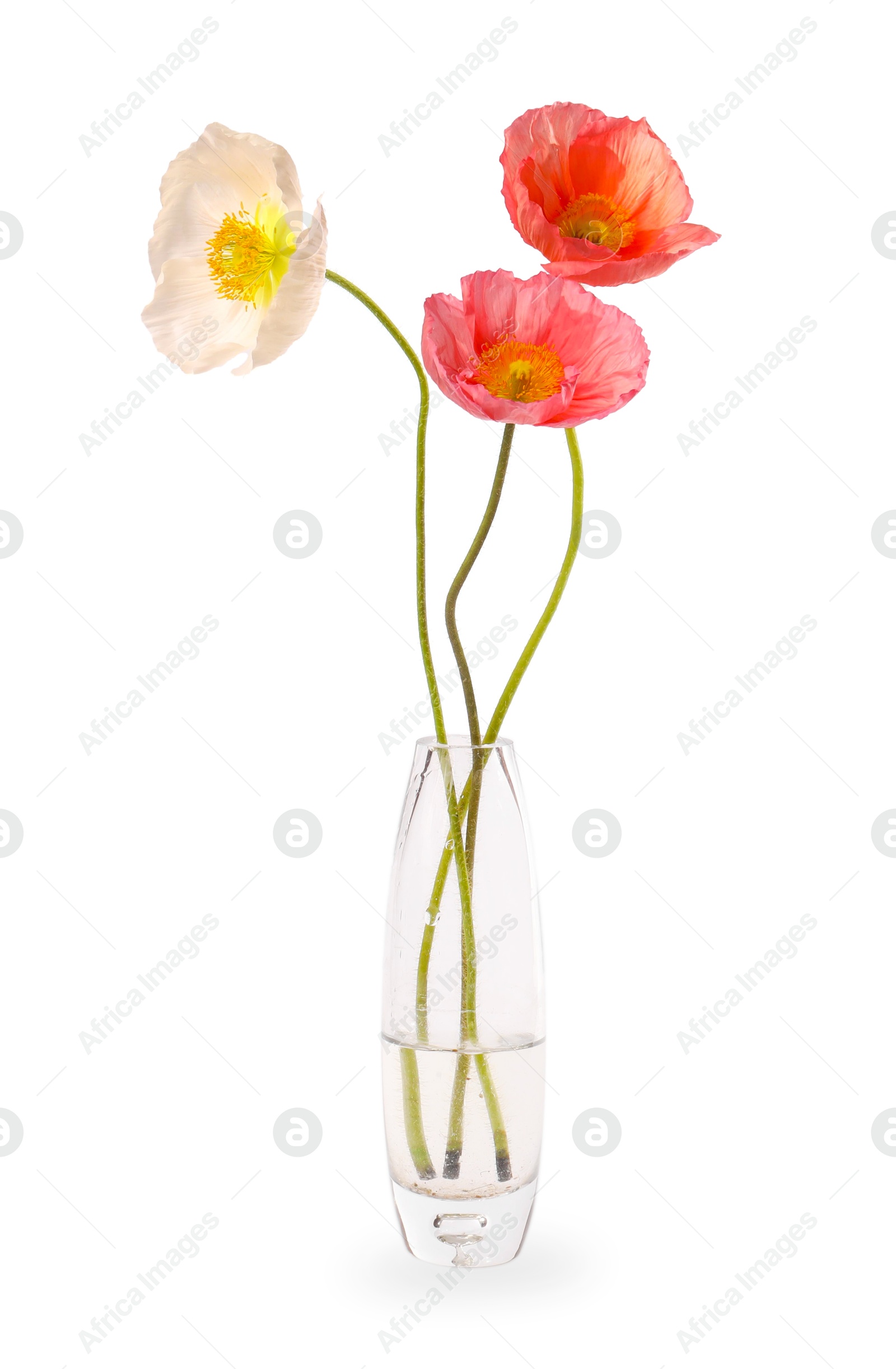 Beautiful poppy flowers in vase isolated on white Photo of Beautiful poppy flowers in vase isolated on white