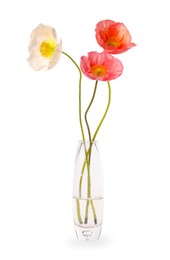 Photo of Beautiful poppy flowers in vase isolated on white