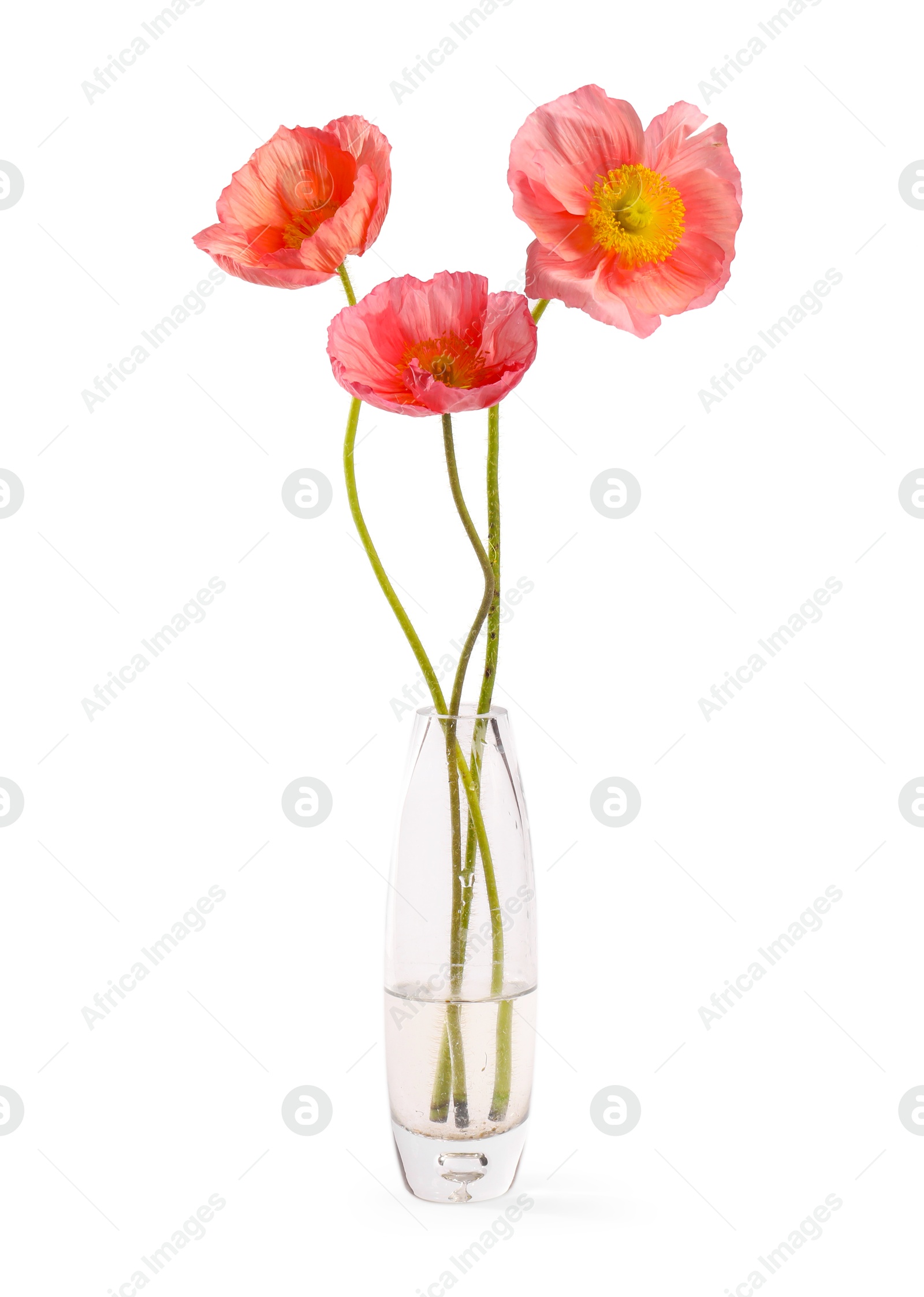 Beautiful poppy flowers in vase isolated on white Photo of Beautiful poppy flowers in vase isolated on white