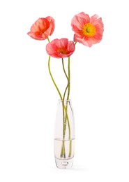Photo of Beautiful poppy flowers in vase isolated on white