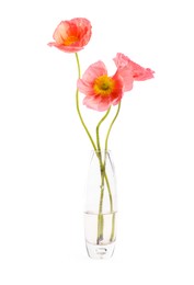 Photo of Beautiful poppy flowers in vase isolated on white