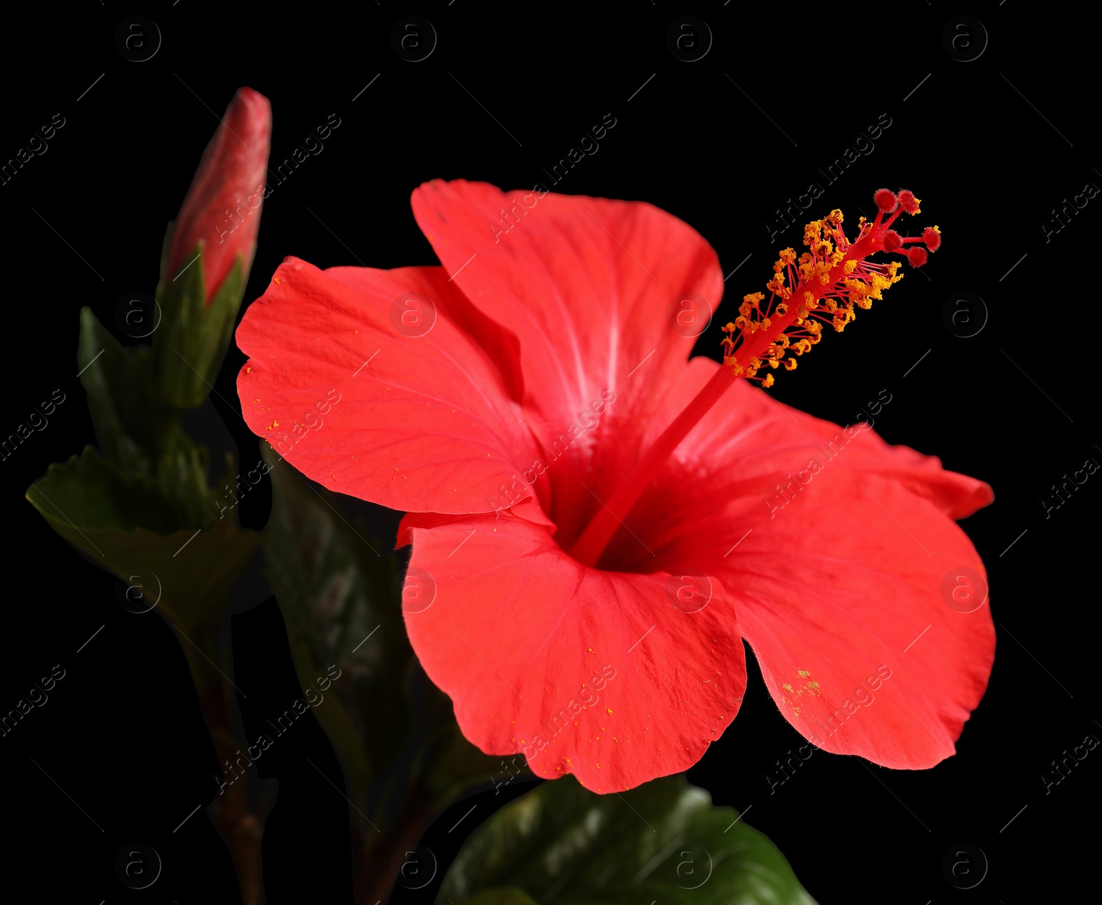 Photo of Beautiful red hibiscus flower on black background, closeup
