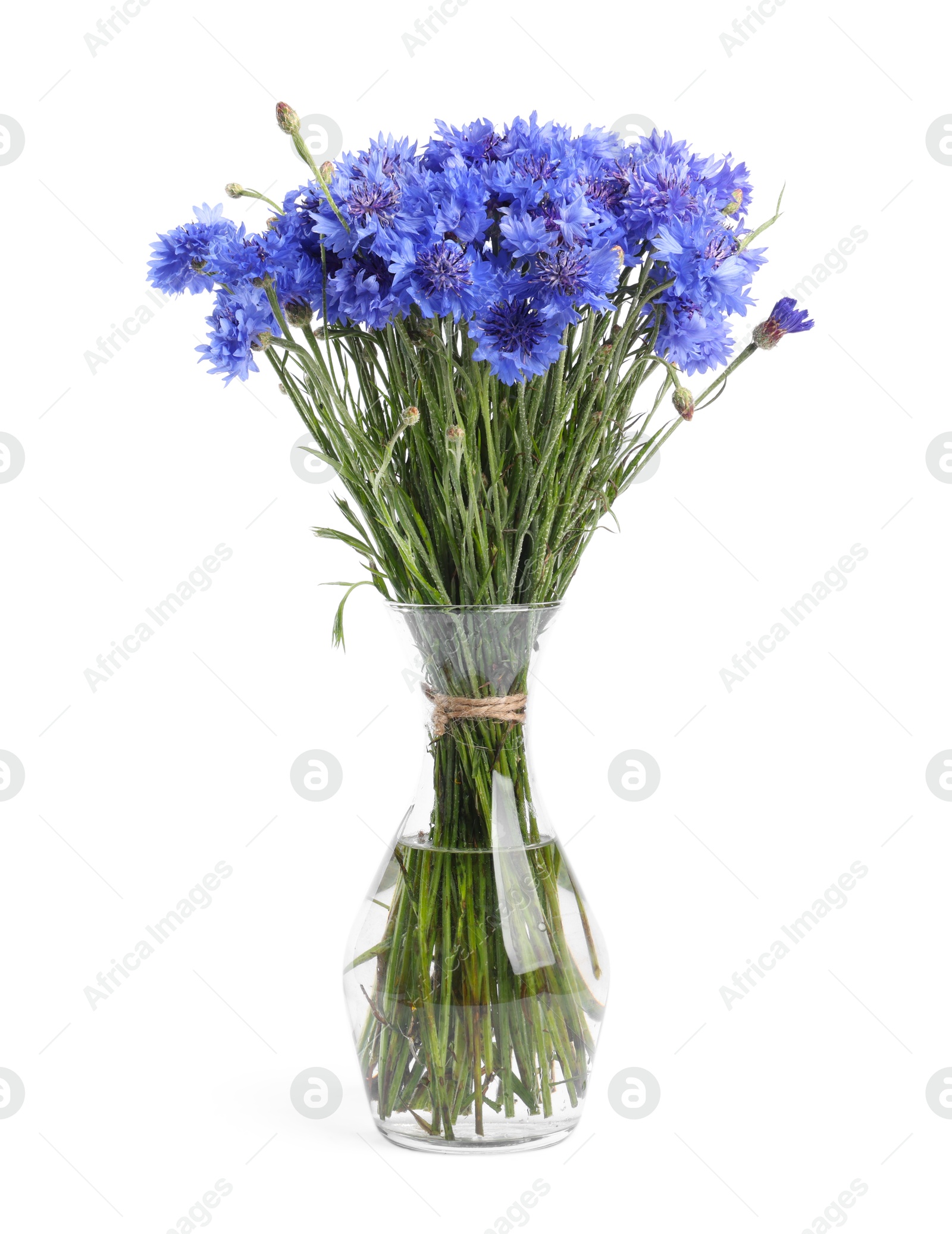 Photo of Beautiful blue cornflowers in vase isolated on white