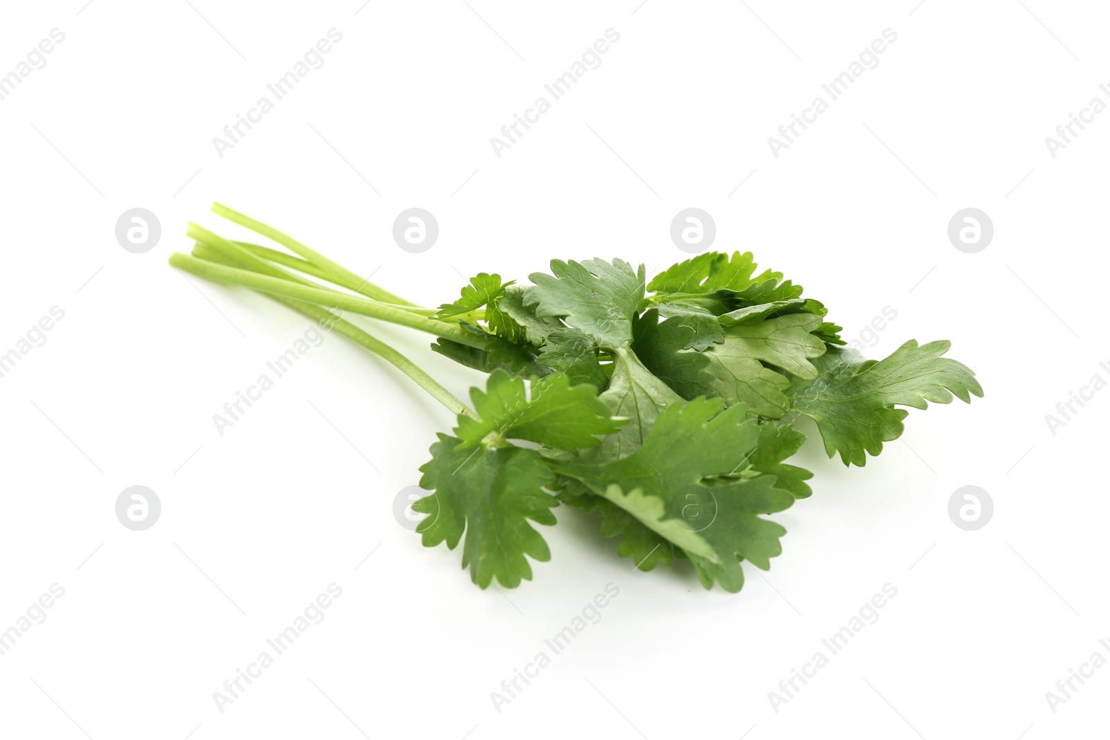Sprigs of aromatic cilantro isolated on white Photo of Sprigs of aromatic cilantro isolated on white