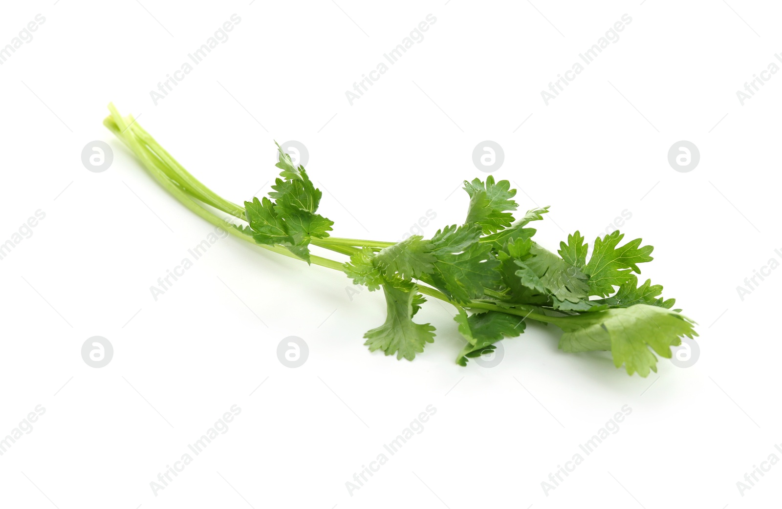 Sprigs of aromatic cilantro isolated on white Photo of Sprigs of aromatic cilantro isolated on white