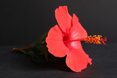 Photo of Beautiful red hibiscus flower on black background, closeup