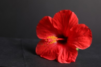 Photo of Beautiful red hibiscus flower on black background, closeup