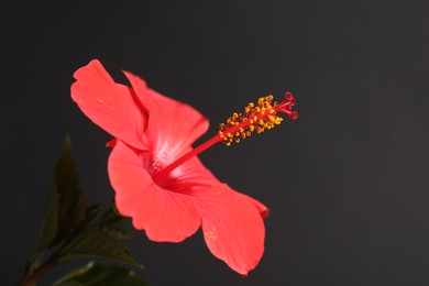 Photo of Beautiful red hibiscus flower on black background, closeup. Space for text