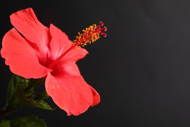 Photo of Beautiful red hibiscus flower on black background, closeup. Space for text