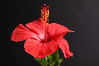 Photo of Beautiful red hibiscus flower on black background, closeup
