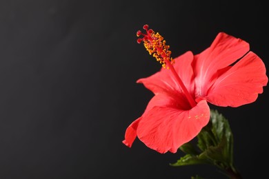 Photo of Beautiful red hibiscus flower on black background, closeup. Space for text