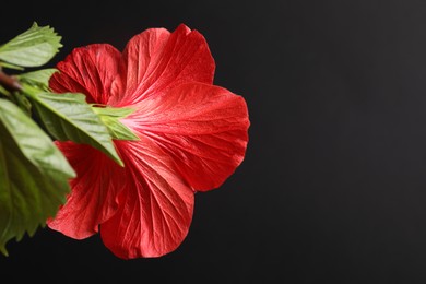 Photo of Beautiful red hibiscus flower on black background, closeup. Space for text