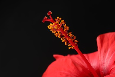 Photo of Beautiful red hibiscus flower on black background, closeup. Space for text