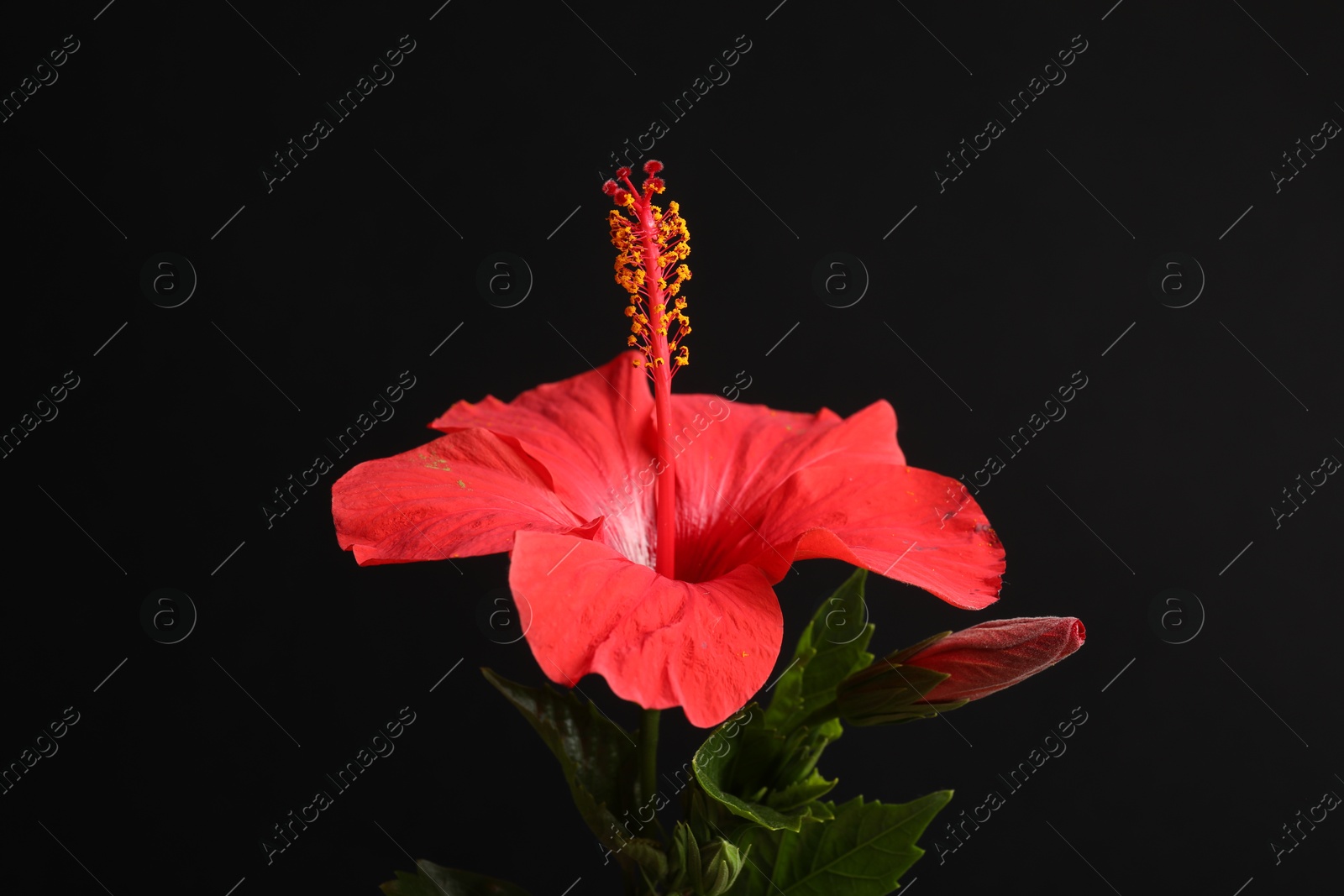 Photo of Beautiful red hibiscus flower on black background, closeup