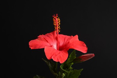 Photo of Beautiful red hibiscus flower on black background, closeup