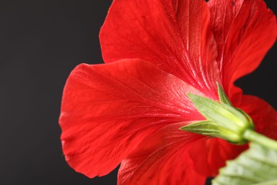 Photo of Beautiful red hibiscus flower on black background, closeup