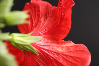 Photo of Beautiful red hibiscus flower on black background, closeup