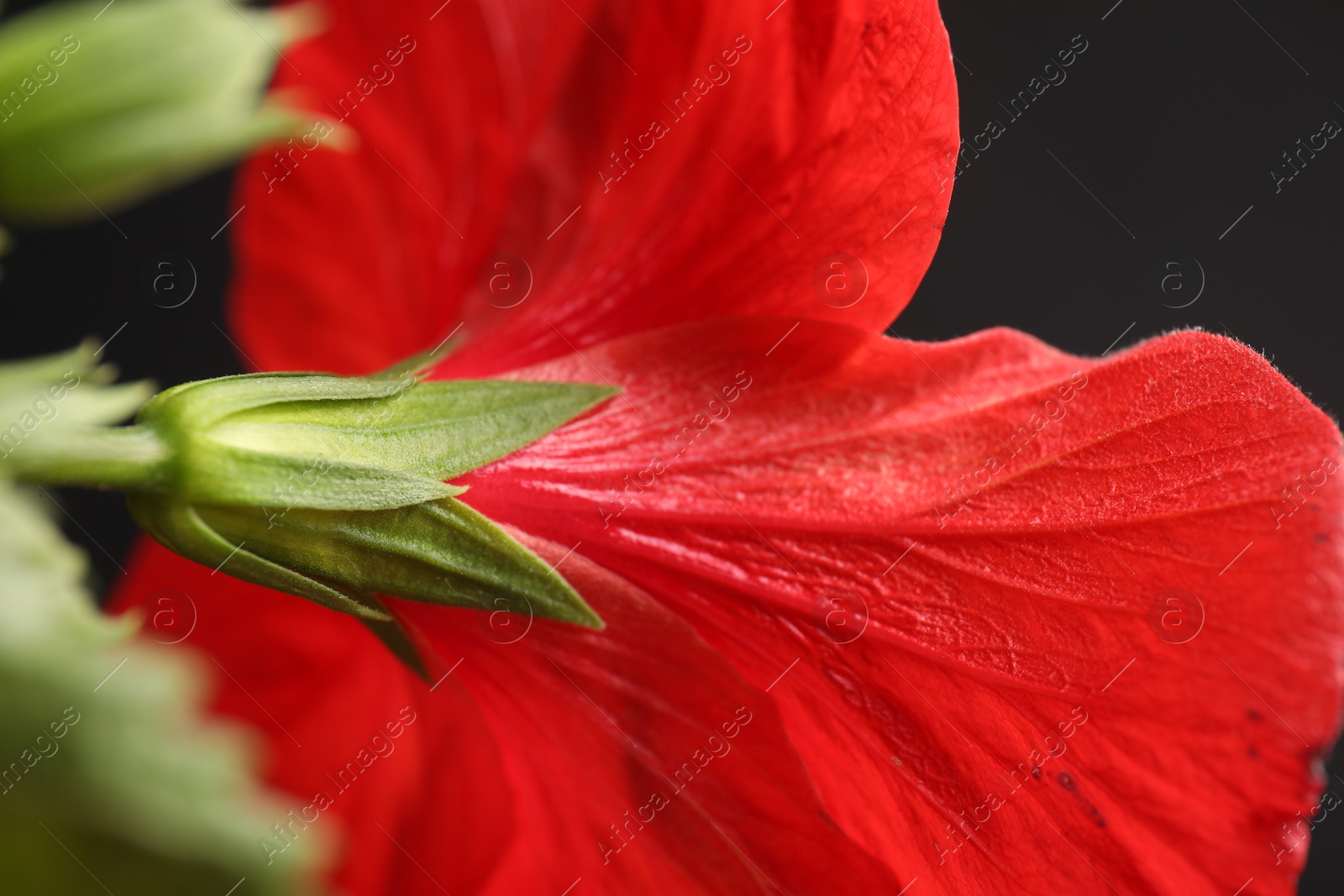 Beautiful red hibiscus flower on black background, closeup Photo of Beautiful red hibiscus flower on black background, closeup