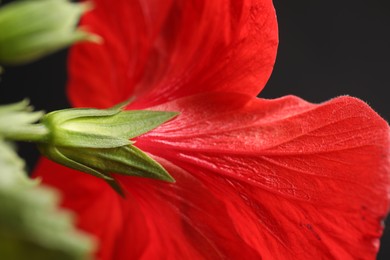 Photo of Beautiful red hibiscus flower on black background, closeup