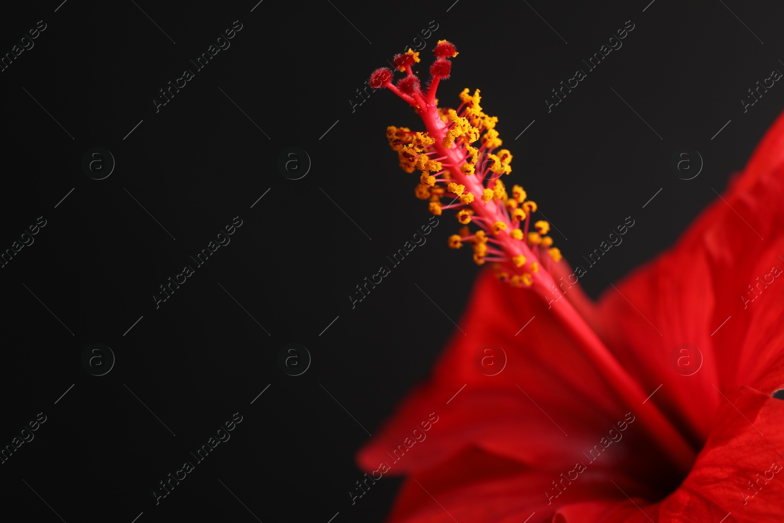 Beautiful red hibiscus flower on black background, closeup. Space for text Photo of Beautiful red hibiscus flower on black background, closeup. Space for text