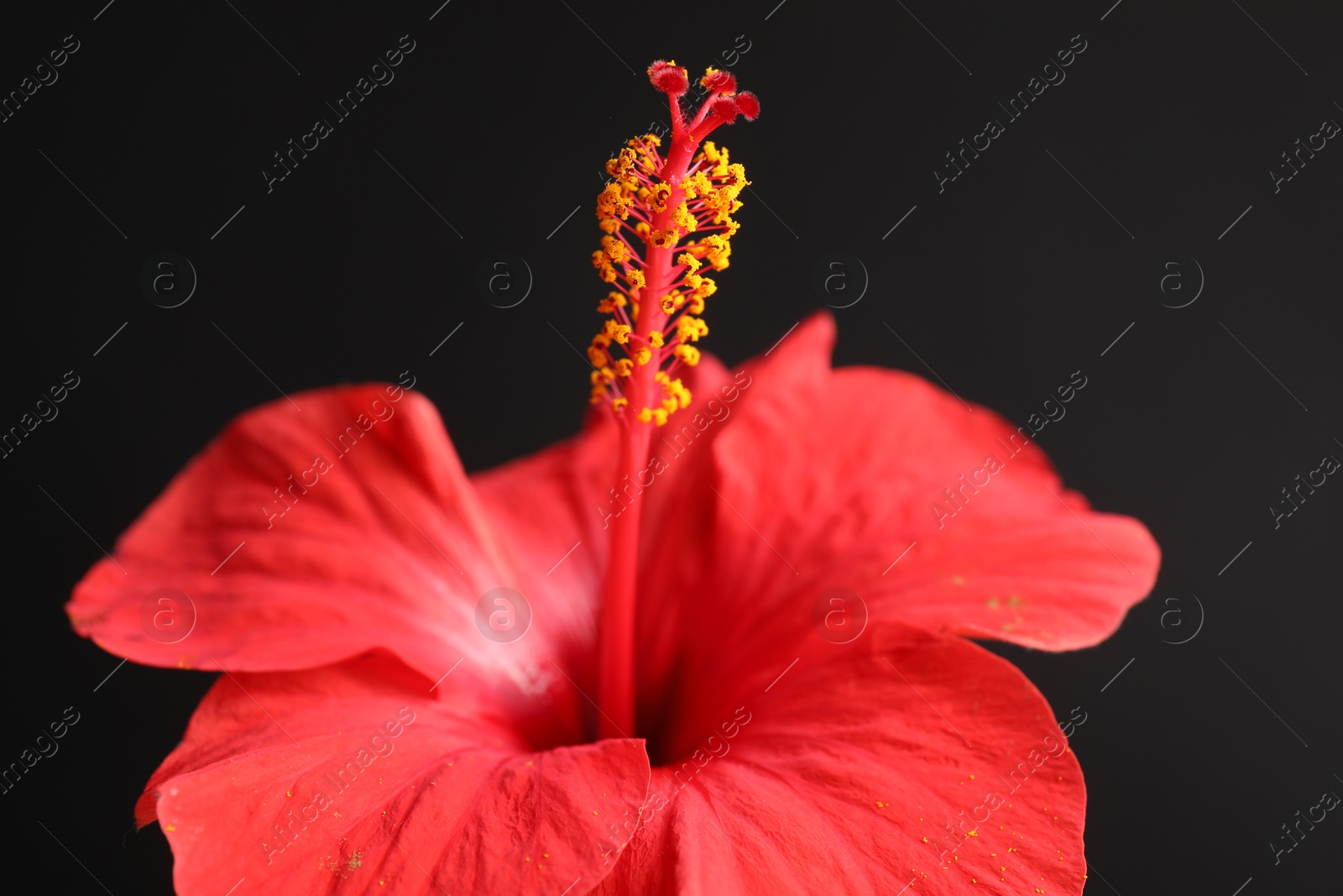 Beautiful red hibiscus flower on black background, closeup Photo of Beautiful red hibiscus flower on black background, closeup
