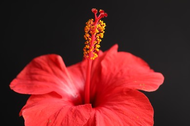Photo of Beautiful red hibiscus flower on black background, closeup