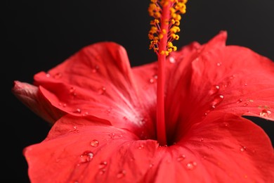 Photo of Beautiful red hibiscus flower on black background, closeup