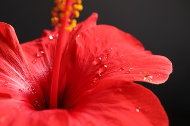 Photo of Beautiful red hibiscus flower on black background, closeup